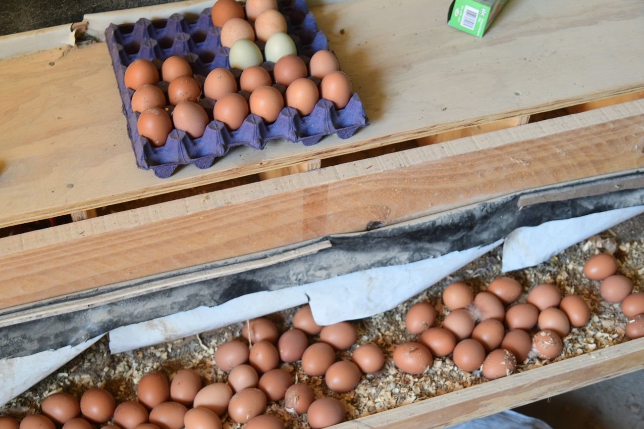 Récord exportador: Argentina agotó en 15 días el cupo de huevos sin arancel a Europa. (Foto archivo La Voz