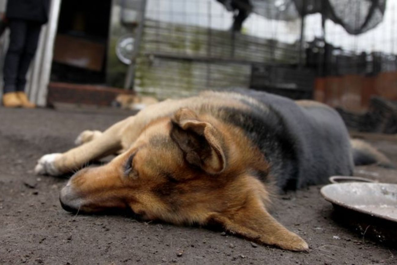 Condenaron a madre e hija por crueldad animal: desprotegieron a sus perros hasta desnutrirlos
