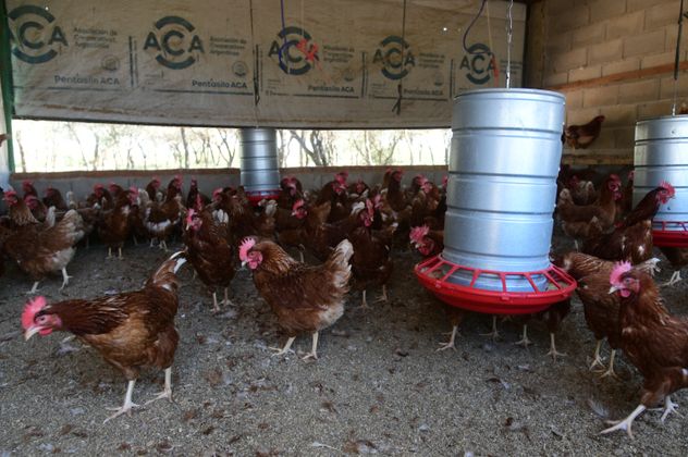 Las familias fabricaron los corrales en los patios de sus casas y producían de acuerdo al espacio con el que contaban. 