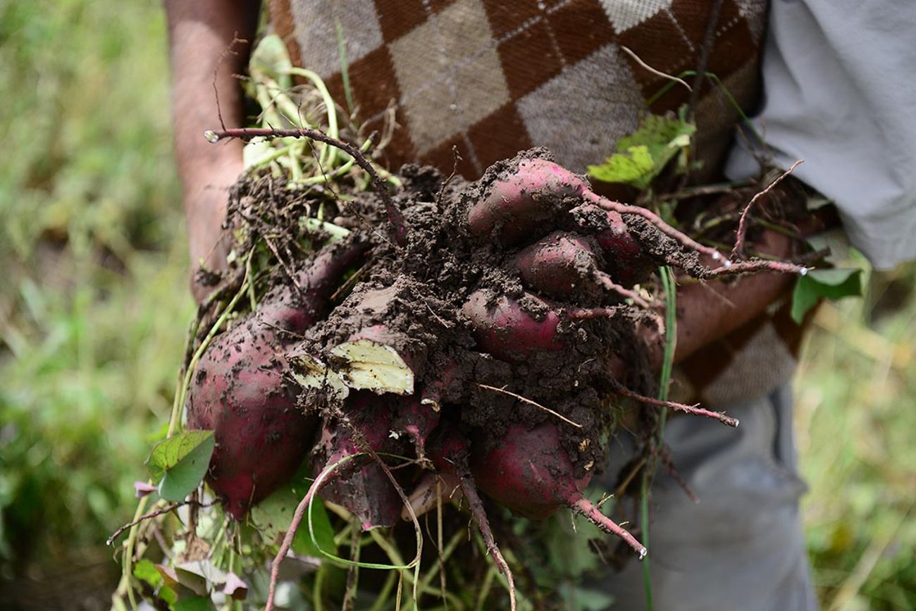 Agroecología: el desafío de transformar los sistemas alimentarios desde Córdoba 