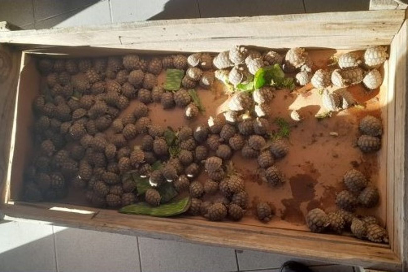 Insólito hallazgo: buscaban objetos robados y encontraron más de 200 tortugas en una casa