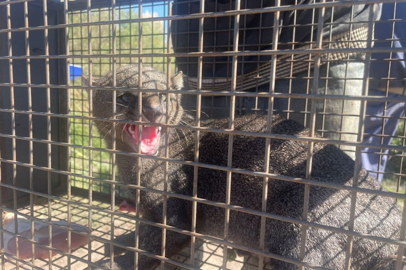 El animal antes de ser liberado. (Policía)