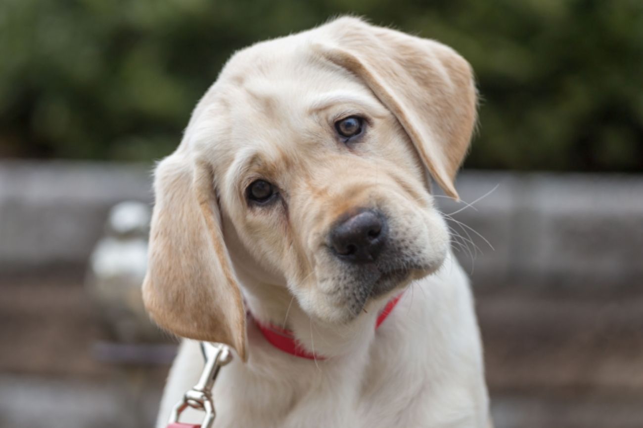 El gesto que revela cómo los perros entienden a los humanos, según la ciencia.