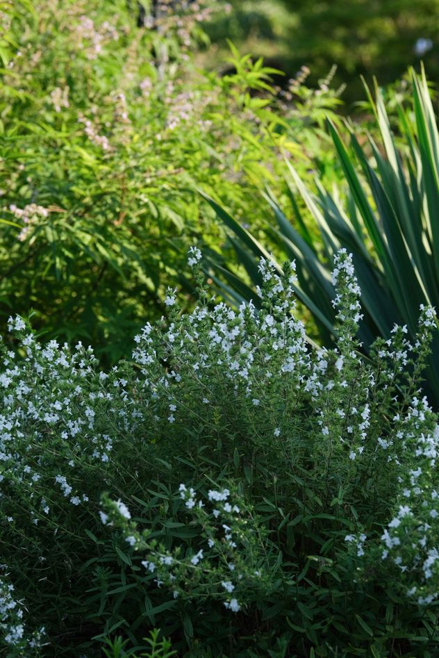Salvia rosmarinus, conocida popularmente como romero, es una hierba leñosa perenne, con follaje siempre verde y flores blancas, rosas, púrpuras o azules. 