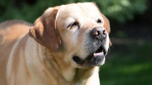 El gesto que revela cómo los perros entienden a los humanos, según la ciencia.