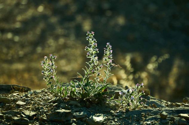 Salvia rosmarinus, conocida popularmente como romero, es una hierba leñosa perenne, con follaje siempre verde y flores blancas, rosas, púrpuras o azules. 