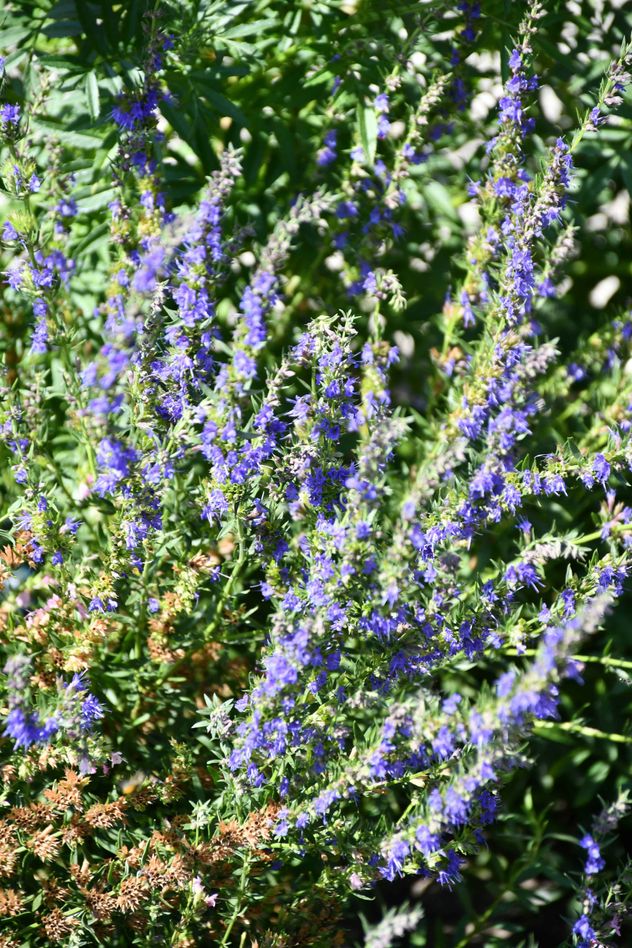 Salvia rosmarinus, conocida popularmente como romero, es una hierba leñosa perenne, con follaje siempre verde y flores blancas, rosas, púrpuras o azules. 