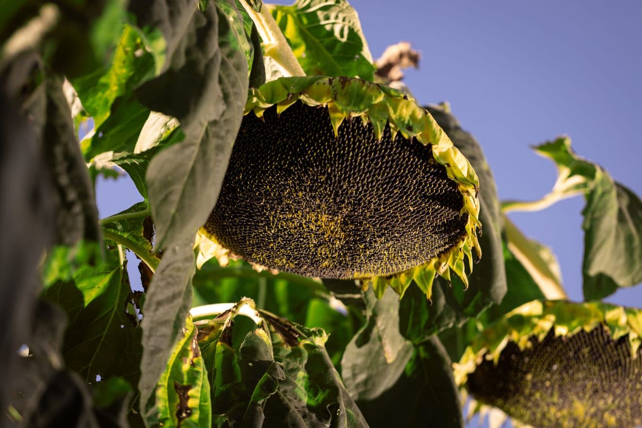 GIRASOL. La sociedad entre precio y rendimiento le aportó al girasol buenos dividendos en el sur de Córdoba.