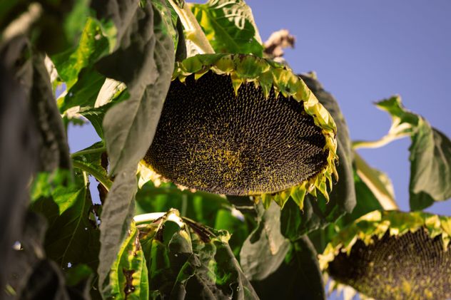 MANEJO AGRONÓMICO. Genética, densidad de plantas, fertilización y cultivos de cobertura, son parte de la receta que aplica Martínez al cultivo de girasol.