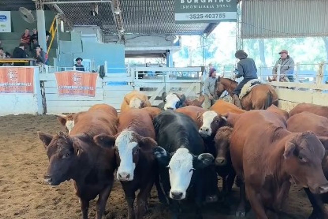LOS GORDOS. Los novillos de 300 a 350 kilos subieron un 3%, alcanzado los $ 5.050.