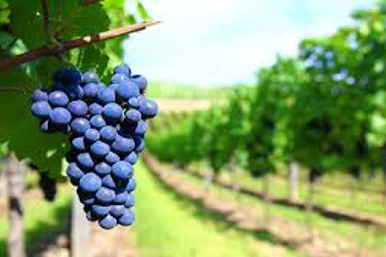 VITIVINICULTURA. El Gobierno cerró el Plan Estratégico Argentina Vitivinícola 2020.