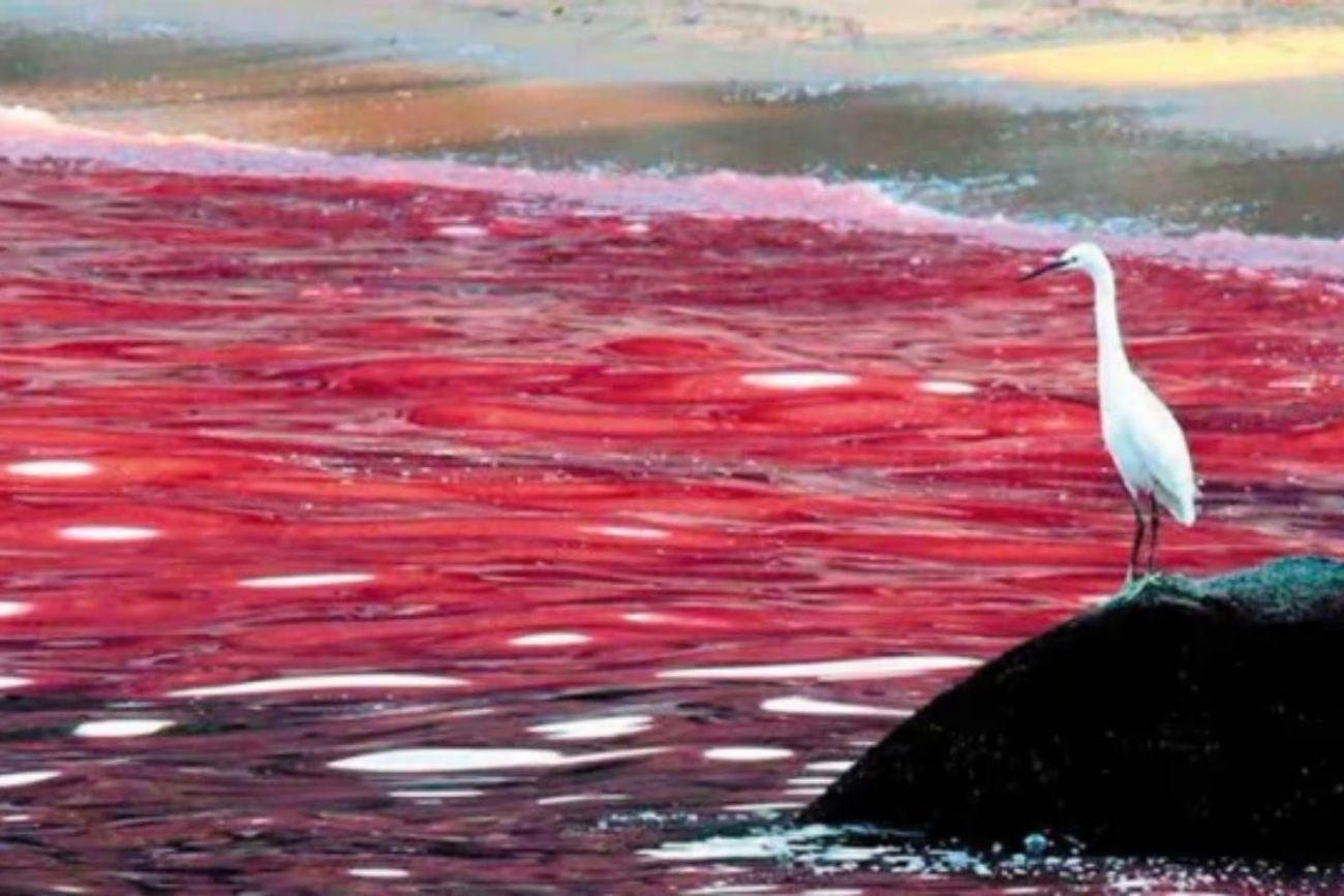 Marea roja en la Patagonia: Conicet explicó la causante de muerte de 30 ballenas en 2022