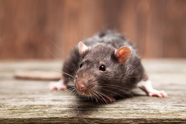 Hantavirus, enfermedad transmitida por roedores