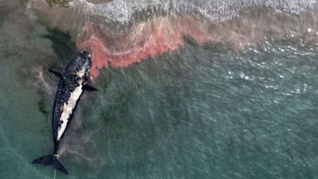 Marea roja en la Patagonia: Conicet explicó la causante de muerte de 30 ballenas en 2022