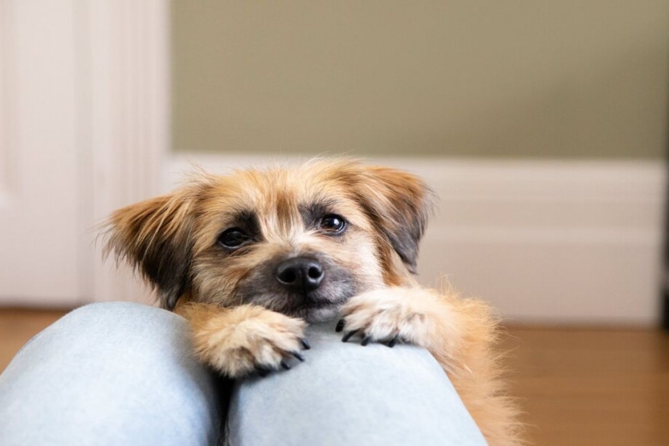 Por qué tu perro se desespera cuando llegás y qué significa realmente.