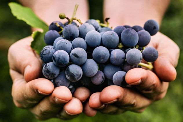 Ni arándanos ni nueces: la fruta común que ayuda a cuidar la memoria.