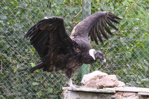 Córdoba: dos cóndores hembra regresan a los cielos tras ser rescatadas