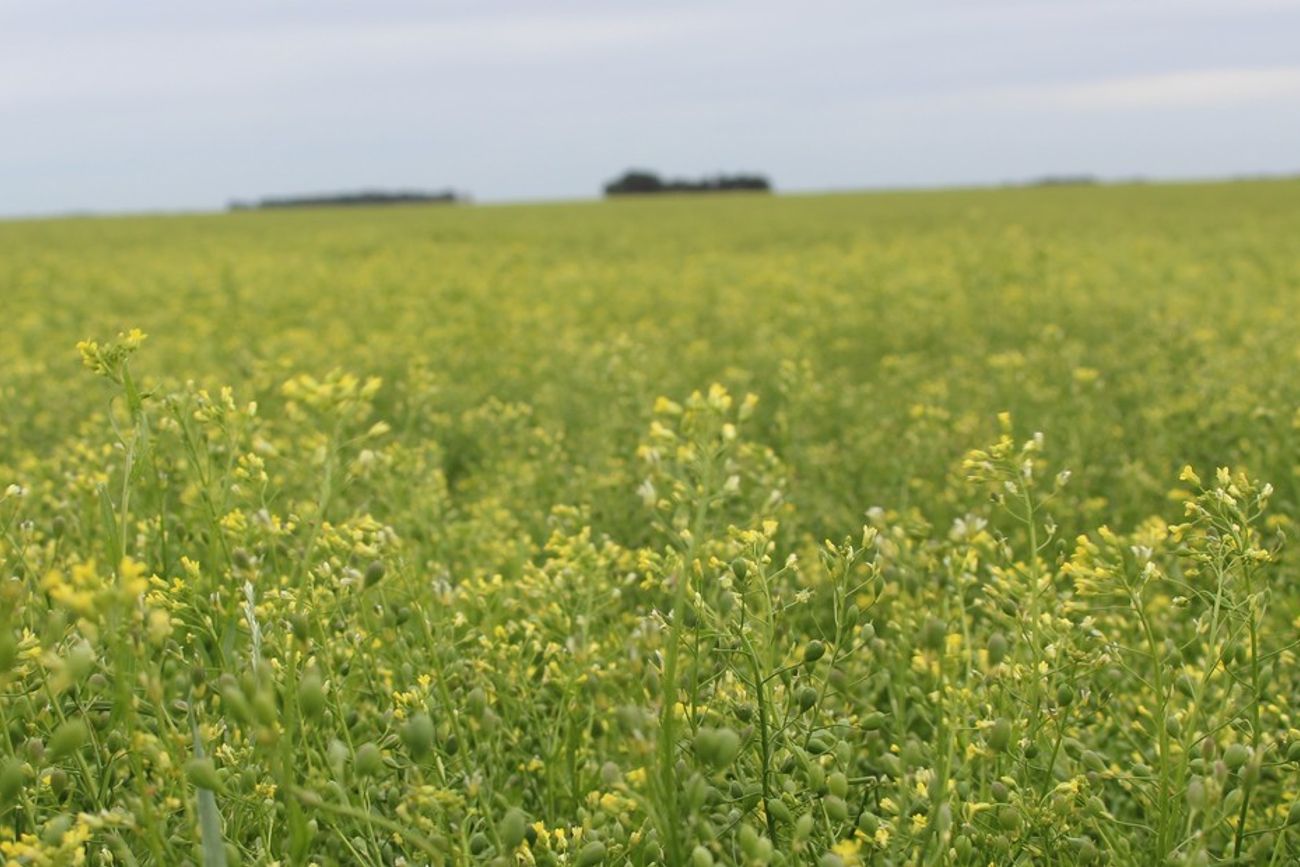 USOS. La camelina es un cultivo que aporta sustentabilidad a las rotaciones y también su utilización en la producción de biocombustibles.