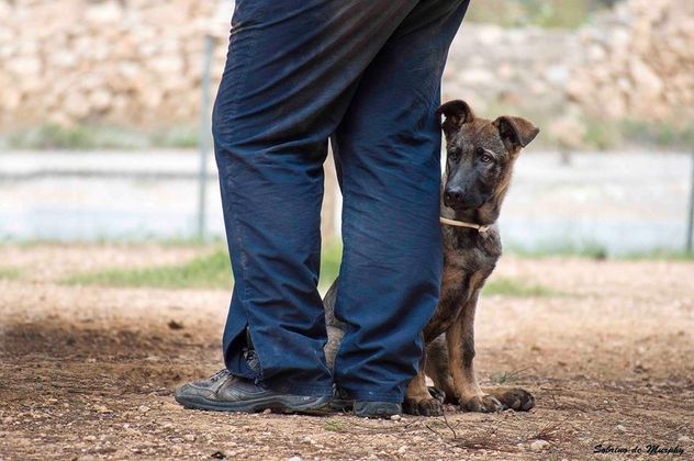 Por qué tu perro se desespera cuando llegás y qué significa realmente.