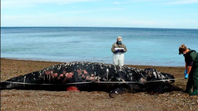 Marea roja en la Patagonia: Conicet explicó la causante de muerte de 30 ballenas en 2022