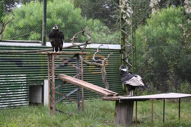 Córdoba: dos cóndores hembra regresan a los cielos tras ser rescatadas