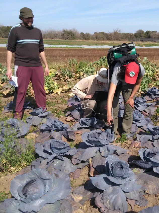 Cinturón verde de la ciudad de Córdoba: en retroceso para la producción de frutas y verduras. 