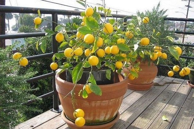 Qué árboles elegir para el balcón si tenés poco espacio y poco tiempo.