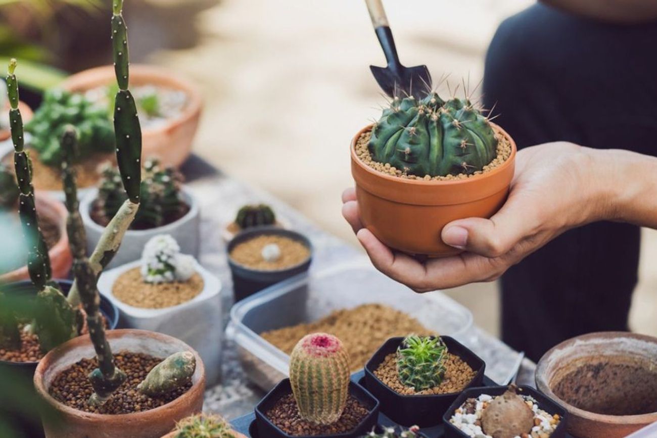 El exceso de agua es una de las principales razones por las que un cactus comienza a ponerse blando.