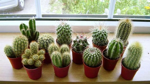 El exceso de agua es una de las principales razones por las que un cactus comienza a ponerse blando.