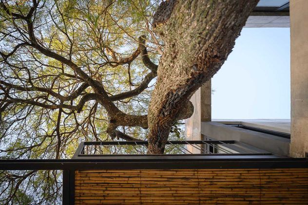 La vegetación que se integra a los interiores conecta a los habitantes con los ritmos biológicos naturales.
