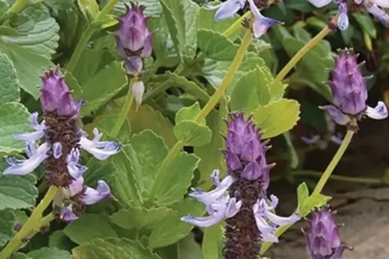 Qué es la Coleus canina, la planta que ahuyenta gatos del patio de forma natural.
