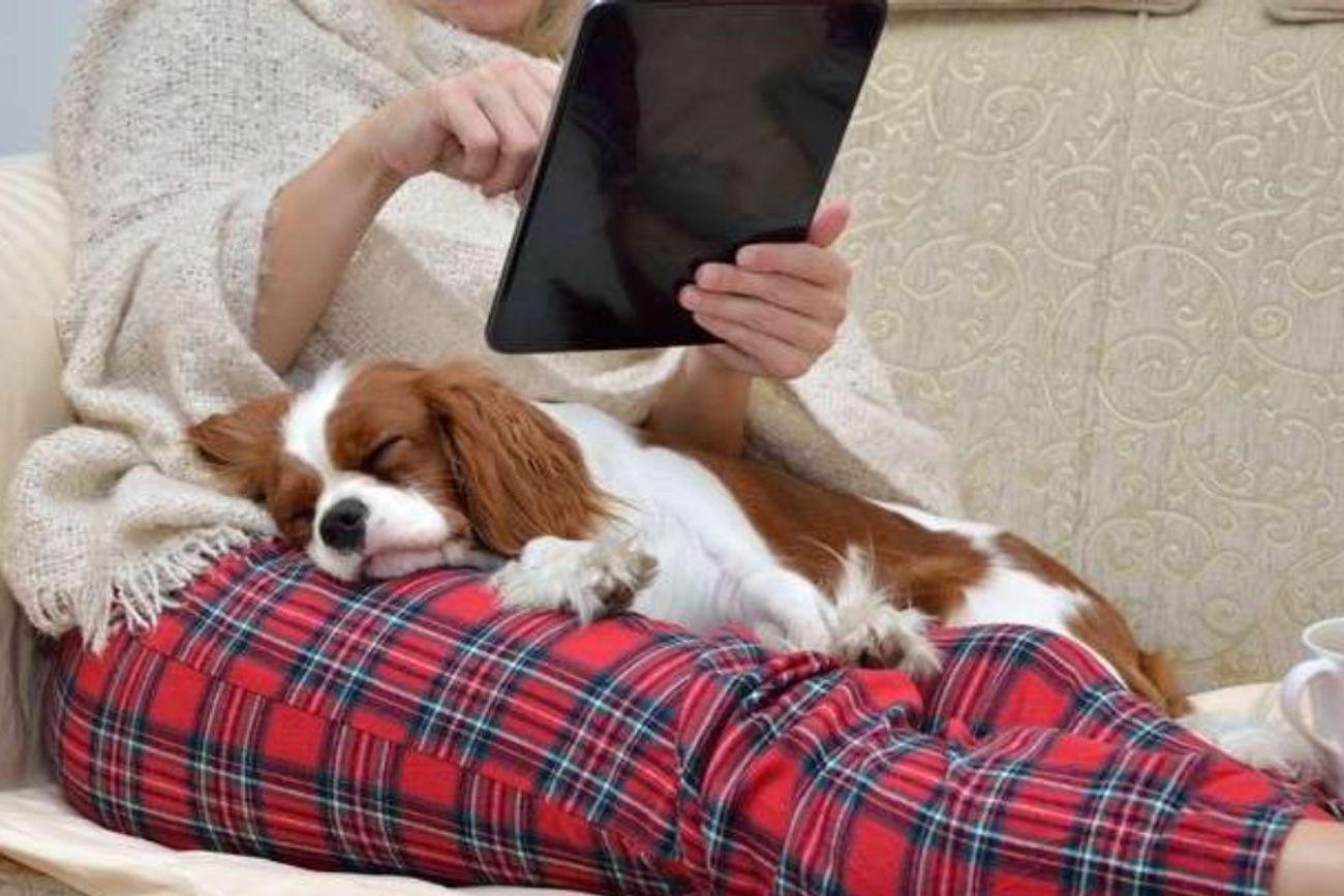Las 3 razas de perro más tranquilas ideal si vivís en departamento