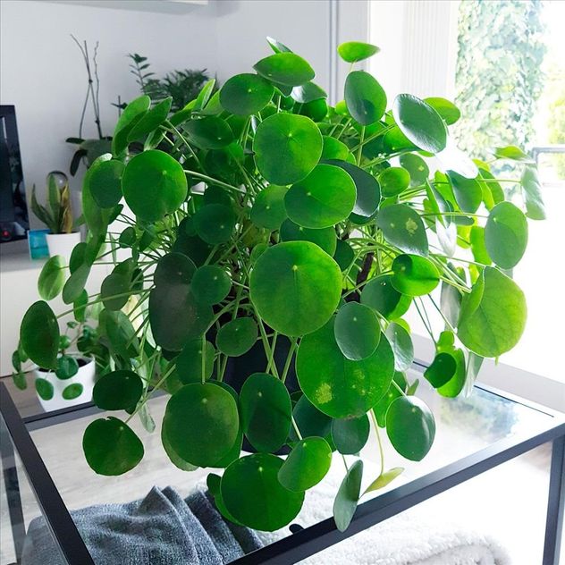 Cuáles son las 3 plantas tendencia para baños en otoño 2026 y por qué reemplazan al potus.
