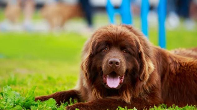 Razas como el Bulldog, el Cavalier King Charles Spaniel y el Terranova suelen adaptarse mejor a la vida en departamentos por su carácter tranquilo y su baja demanda de actividad física.