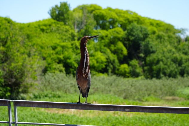 Más de 100 especies habitan estos humedales inmersos en la ciudad. Un mundo dentro de otro, con otro lenguaje.