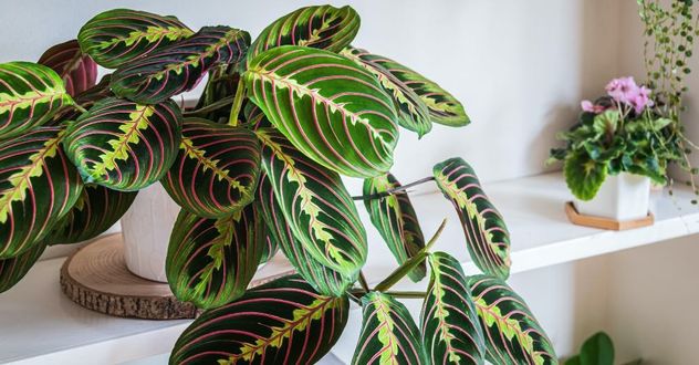 Cuáles son las 3 plantas tendencia para baños en otoño 2026 y por qué reemplazan al potus.