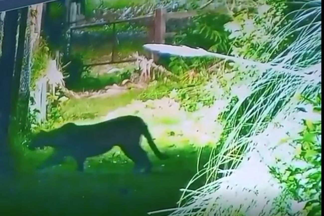 Buenos Aires: buscan a un puma que merodeó un bario cerrado y quedó filmado