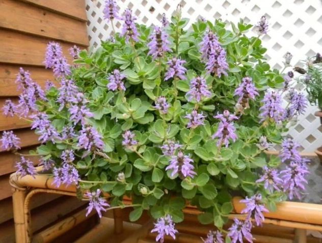 Qué es la Coleus canina, la planta que ahuyenta gatos del patio de forma natural.