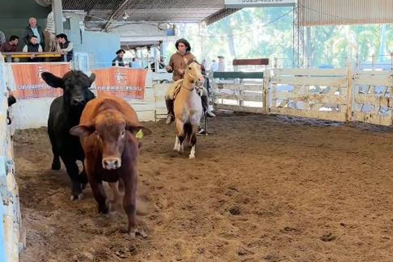 OFERTA. La buena disponibilidad de novillos y de terneros impactó en los precios en Jesús María.