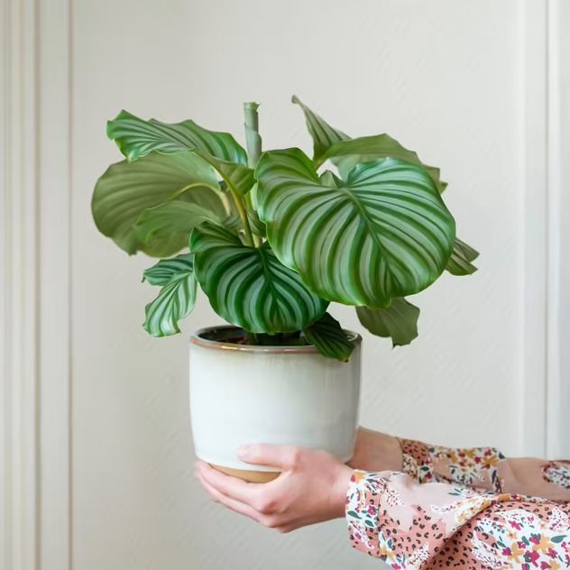 El Epipremnum aureum necesita abundante luz natural indirecta para crecer fuerte, mantener sus hojas brillantes y desarrollarse de manera saludable dentro del hogar.