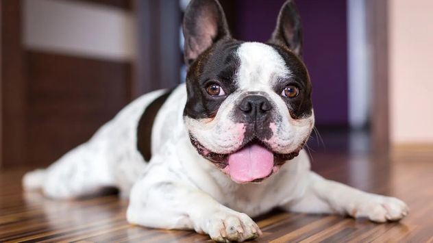 Razas como el Bulldog, el Cavalier King Charles Spaniel y el Terranova suelen adaptarse mejor a la vida en departamentos por su carácter tranquilo y su baja demanda de actividad física.
