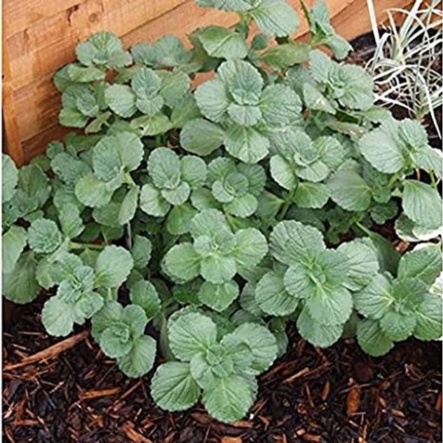Qué es la Coleus canina, la planta que ahuyenta gatos del patio de forma natural.