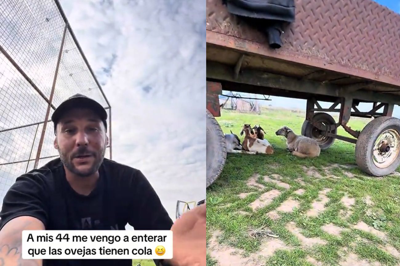 ¿Las ovejas nacen sin cola? Un experto reveló la verdad detrás de este mito y sorprendió a todos