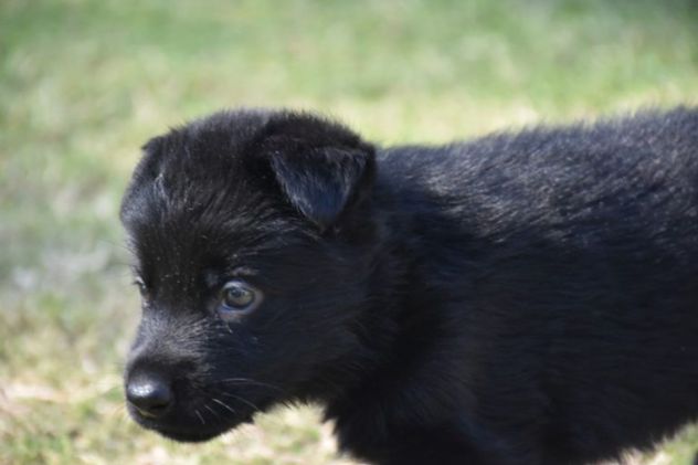Nacieron ocho cachorros que se incorporarán a la Fuerza Policial Antinarcotráfico de Córdoba