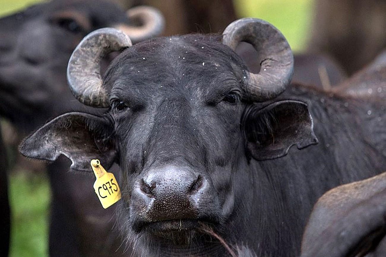 LA MEJOR ALTERNATIVA. El búfalo es la alternativa "todo terreno" para suplantar a la vaca. Cuando esta pierde rendimiento por estar en lugares que no son 100% aptos para ella. 