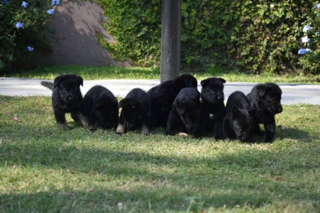 Nacieron ocho cachorros de la Fuerza Policial Antinarcotráfico