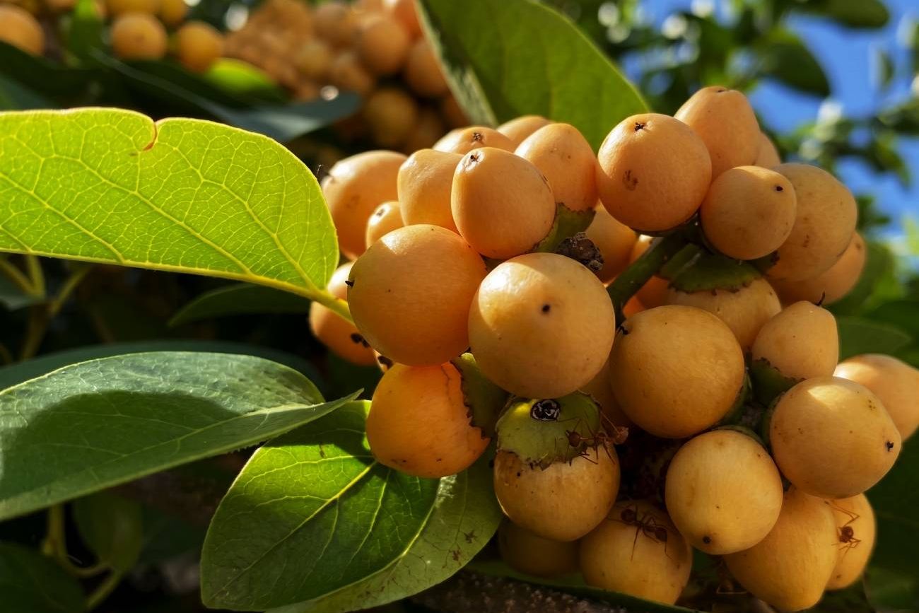 El nance o nanche, una de las "frutas de oro" que produce colágeno natural.