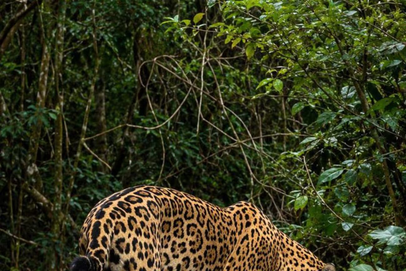 Corrientes: filmaron por primera vez a un yaguareté en un sendero turístico de los  Esteros del Iberá