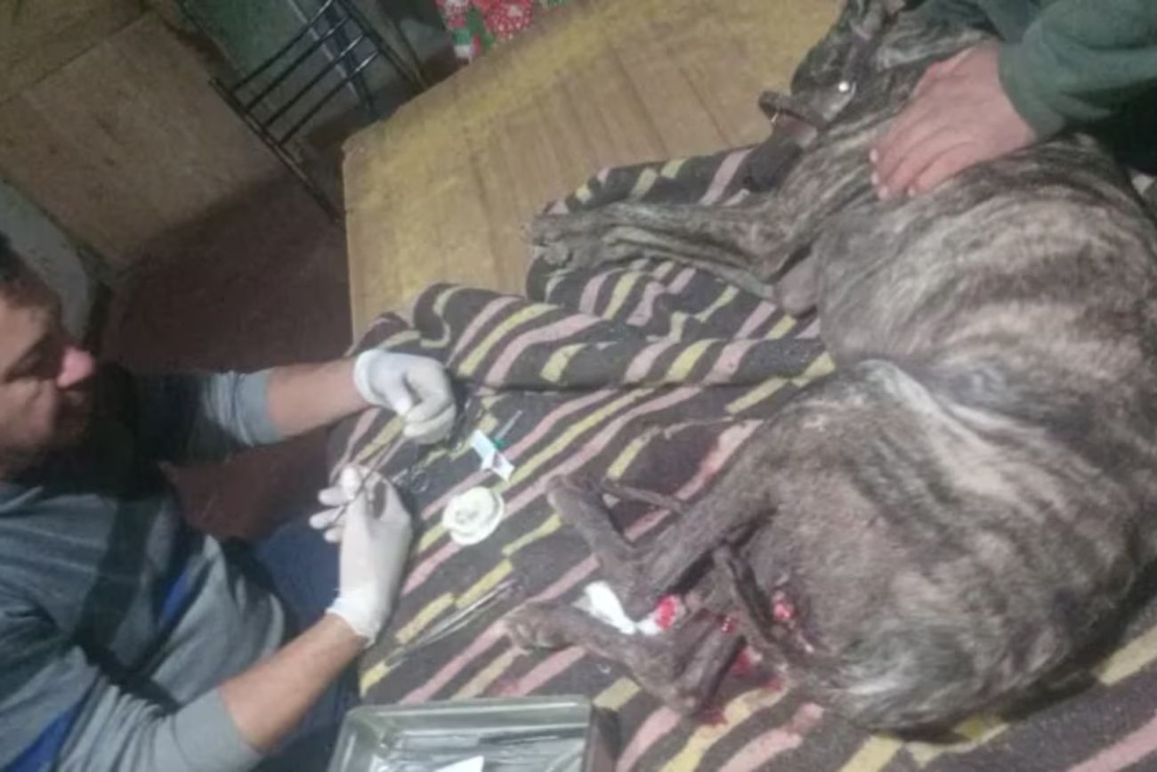 "Si no fuera por él, no estaría acá": un perro salvó a su dueño del ataque de un jabalí de 200 kilos