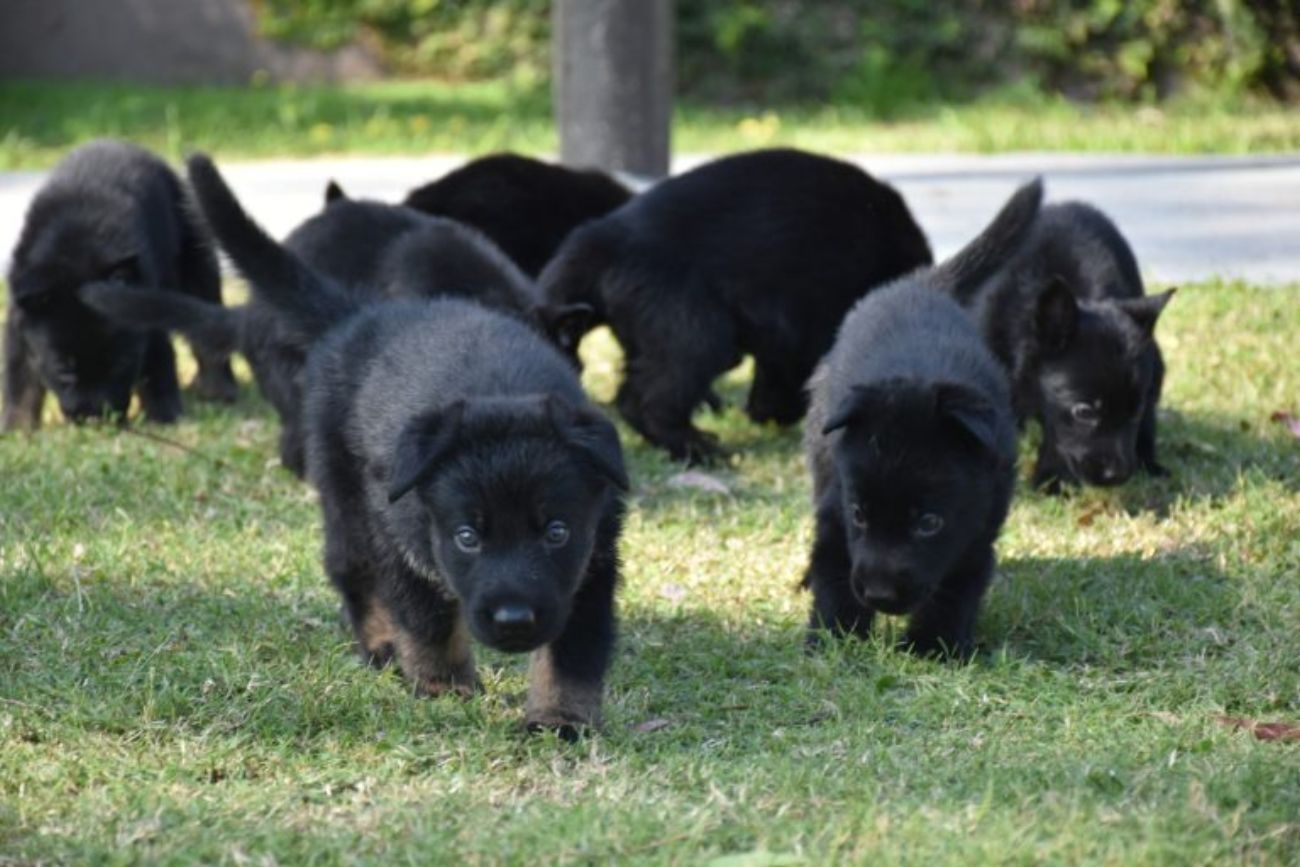 Nacieron ocho cachorros de la Fuerza Policial Antinarcotráfico